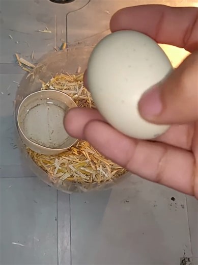 Time to rotate Egg #incubator #shorts | egg