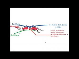 FMPM MOOCs - Quatrème semaine du développement embryonnaire - Pr. A. Fakhri