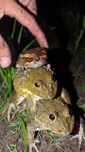 TEP LONGHENG FUNNY នៅលើ TikTok