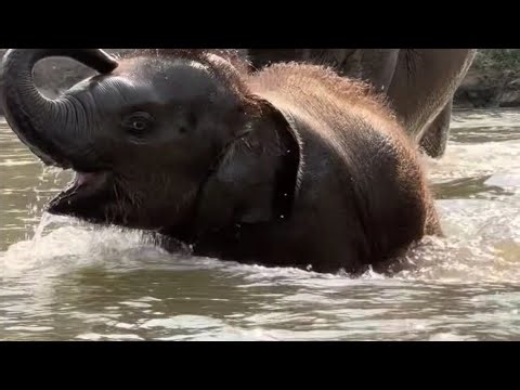 Too Cute! Baby Elephant Is So Happy To Play With Mom In The River
