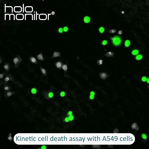 Kinetic cell death assay with A549 cells | HoloMonitor®