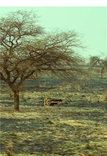 Exploring South Sudan's Acacia Forests