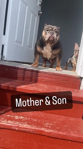 Ari Da Don & Baby Picasso