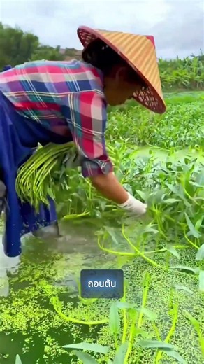 เทคนิคการปลูกผักบุ้ง 🌱 สามารถสร้างรายได้ต่อเนื่องได้ยาวนาน #shorts