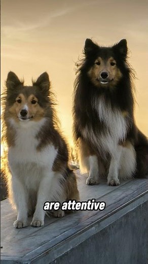 Intelligent Dogs: The Shetland Sheepdog