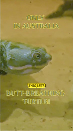 Australia’s Mary River Turtle: The Rare Turtle That Breathes From Its Tail! #shorts