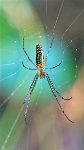 Mobile Macro Photography - Nikon B700