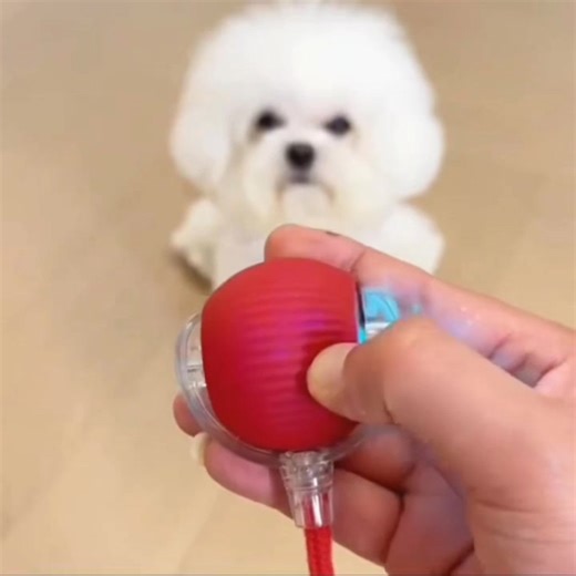 Your fur baby will go CRAZY for this! 🐶🐱 This Automatic Moving Pet Toy Ball keeps pets busy, active & entertained for hours — no more boredom, no more anxiety 🔥 Perfect for dogs & cats who love to chase & play! | Prime Pet Zone