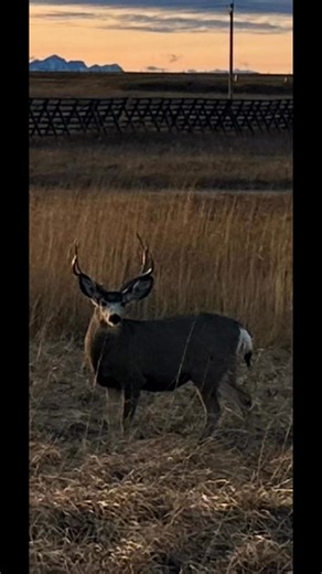 Spontaneous road trip to Montana, welcomed by this big boy!! #Montanaroadtrip | Brian J Quinn