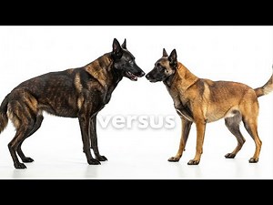 Dutch vs Malinois: The ultimate dog showdown