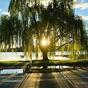 Golden Weeping Willow Tree - Ready to Plant - Live Plant - Memorial Gift - Beautiful Arching Canopy