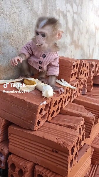 Monkey Bo Cute ❤️##pets #xuhuong #monkey #fyp #animal