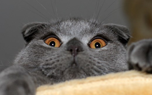 简单【轮播图自学制作】就这样？【JavaScript+css+html】