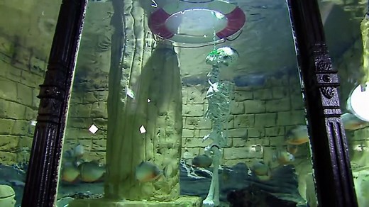 Piranha Attack (Wild Life Documentary)