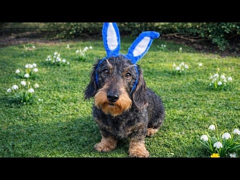 Teddy the Dachshund Took the Bunny Job 😂