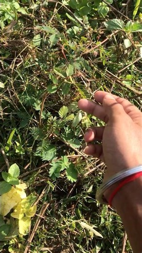 chui mui plants 🌱 #chuimui #nature