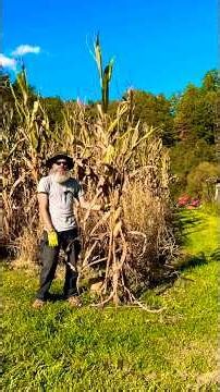 How to use corn stalks for Fall and Halloween decoration #diy #halloweendecorations #projects