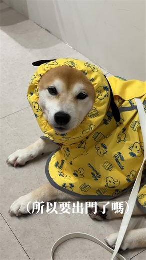 柴犬小寶🐶虎斑小蜜🐱橘貓小寬🤍 on Instagram: "颱風要來了！柴犬主人們辛苦了💦 好險有可愛雨衣可以穿出門曬曬😍😍 史努比正版授權雨衣: @caratforpets 💍 #柴犬小寶#下雨天#颱風"