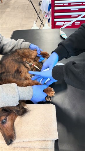 Penn Foster Externship 02 Skill 8: Placing an ECG Lead on a Canine