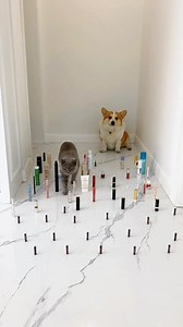 1M views · 9.8K reactions | Cat vs Dogs  yizhiyundongji #meowed #cutecat #cats #fyp #kitten #bsh #corgi #dogs #CatVsDog #obstaclecourse #ObstacleCourseChallenge | Meowed | Facebook