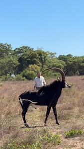 12K views · 2.2K reactions | Sable antelope are the national animal of Zimbabwe - isn’t this Sable bull extraordinary!歷 | Reilly Travers | Facebook