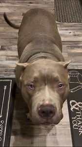 21K views · 382 reactions | I mean every time lol.. #XLbully #fblifestyle #cockapoo | Buff N Blue Bullies 2 | Facebook