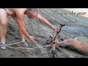 Animal Documentaries: Rescuing poor animals when they are in trouble - Kind hearts