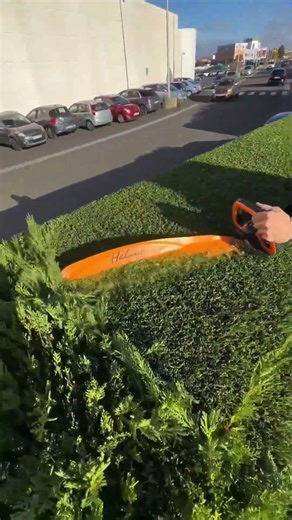 Turning wild trees into art 🌳✨ #shorts