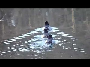 Ring necked Ducks Swimming then Submerging #diving #swimming #ducks #nature #birds #animals #canada