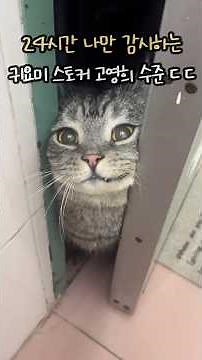 The Level of My Cute Stalker Cat That Monitors Me 24/7 O_O