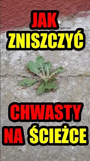 Weeds on garden paths: how to get rid of weeds #garden #weeds #plants