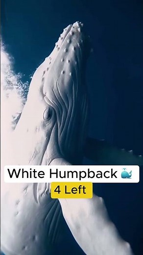 Animals So Rare You Won’t Believe They Exist 😲🌍 | Wild Earth Videos #shorts