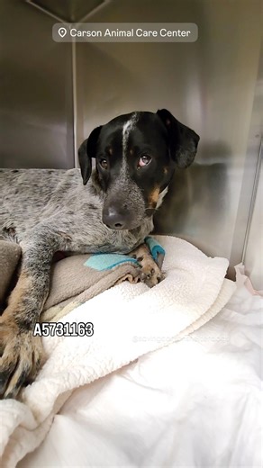 4.5K views · 447 reactions | A5731163 ✰ -10/06/25- IN MEDICAL...