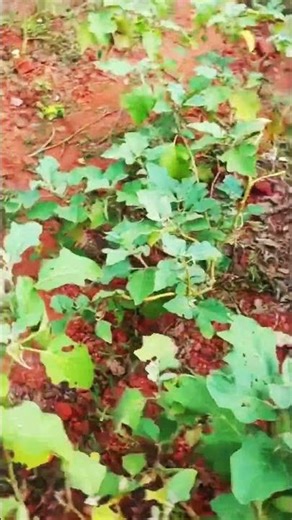 Organic Vankaya Garden View 🍆 #shorts #shortvideo #hankering