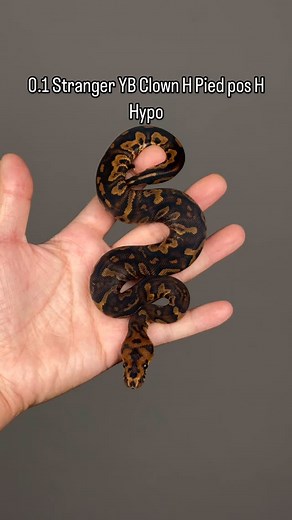 #inhouse#2025#pythons #scales #ballpythonofinstagram #ballpython #reptiles #snakeofinstagram #Hetflix #ballpythonbreeder #thailand | Sexy Ball Python