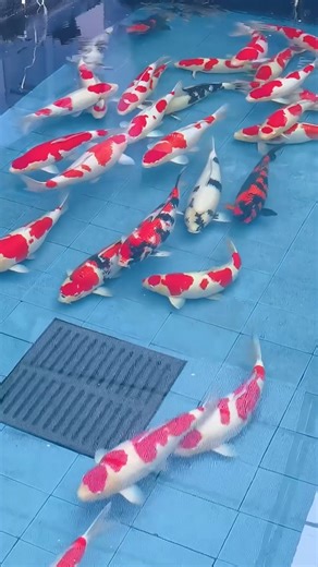 109K views · 2.8K reactions | Koi is an informal name for the colored variants of carp kept for ornamental purposes. There are many varieties of ornamental koi, originating from breeding that began in Niigata, Japan in the early 19th century #koi #reelsfacebook #aquariumhobby #fishpond #aquarium | Hendrix backyard TV | Facebook