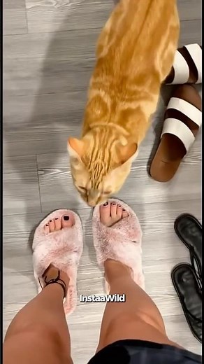 🐾 Orange Cat Core : The Cutest & Funniest Cat Moments 😹