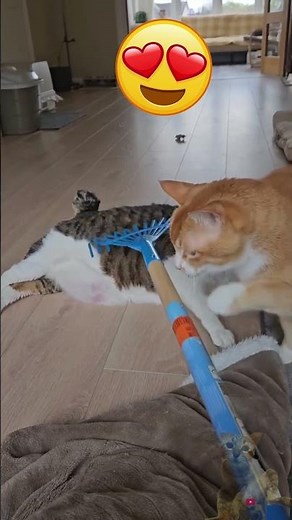 CUTE FAT CAT LOVES A SCRATCH 😍