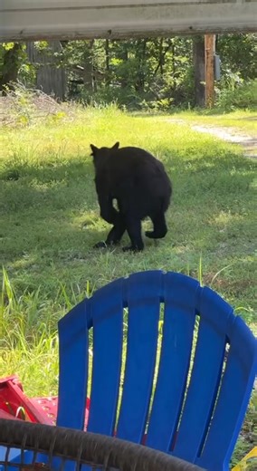 Gainesville area resident Bella White was minding her own business and reading on her patio today (Thursday) when her cat alerted her to something unusual. "I looked up and his (the bear) face was over the edge of my chair sniffing me!" After screaming, the bear backed off "a lot." Bella figured that the small bear was wanting her trash can so after the bear left, she quickly locked the trash can in a shed. This bear was seen close to the Spring Creek bridge on Highway 160, west of Gainesville. 