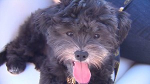 Small dog rescued after going overboard