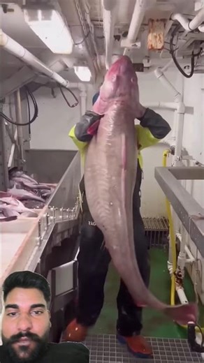 #travel #automobile #facts #fishing #samander #funny #funnycat #cat #funnypet #cute #shorts #india