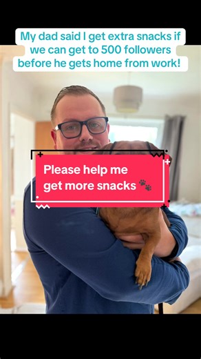 Follow me, I follow back! Dad said if I can get to 500 followers by the time he’s home from work tonight I get extra snacks 😋🐾🤎 thankyouuuuu followers! #DogTikTok #DogDad #SmallContentCreator #CreatorContent #DogLife