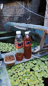 We don't groom our fishes without the help of Pro-B! Pro-B with Astaxanthin Visayas - help boost immune system - enhance coloration - introduce good bacteria to your pets gut - helps digestion - helps fish growth - introduce good bacteria to your filtration system #fishkeeping #fishcare #Probiotics #ProB *** Disclaimer: Pro-B is not approved for human consumption, only for pets. Props are used to make this content. ✌️😁 | Bits n' Fishes