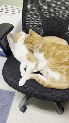 Happy Furry Feature Friday! 🐾 Today we're putting the spotlight on Pooh and Tigger, two sweet, outgoing girls who love attention, sitting on your lap, and they don't mind being held, especially Tigger! They show affection through headbutts and licks. These two adore each other, and are believed to be sisters, so would love a home together. 💙 To learn more about them, visit https://centralvermonthumane.org/adopt/detail/?id=58841614-Pooh Music from #Uppbeat (free for Creators!): License code: OI