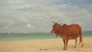 The symbol of Sri Lanka. Cow on the beach.