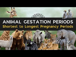 Animal Gestation Periods | Shortest to Longest Pregnancy Periods Among Mammals