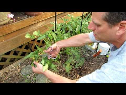 All About Determinate Tomato Care: Pruning, Staking, Feeding, Calcium & Let it Go!