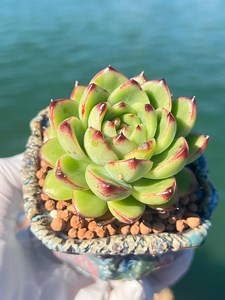 Imported Rare Echeveria Moonstone Succulent From Korea - Etsy