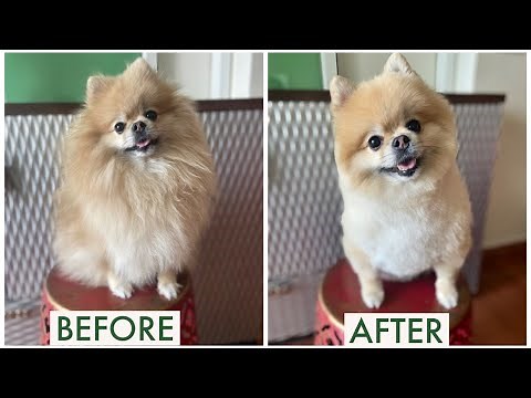 HAIRCUT FOR TOY POM I TEDDY BEAR HAIRCUT| HOW TO GROOM A POMERANIAN| Social Cravings| Shivani Trehan