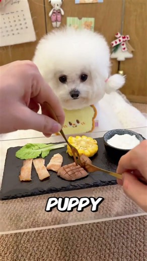 Cutest Puppy Table Manners Ever! 🍽️🐶